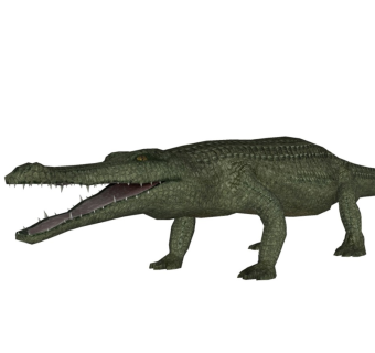 精品动物模型 鳄鱼